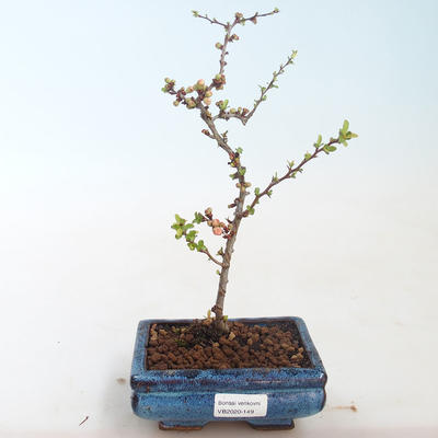 Venkovní bonsai - Chaenomeles spec. Rubra - Kdoulovec VB2020-149 - 1