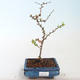 Venkovní bonsai - Chaenomeles spec. Rubra - Kdoulovec VB2020-149 - 1/3