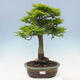 Venkovní bonsai -Javor dlanitolistý Acer palmatum Shishigashira - 1/7
