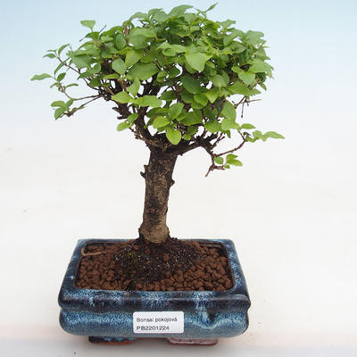 Pokojová bonsai -Ligustrum chinensis - Ptačí zob PB2201224 - 1