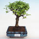 Pokojová bonsai -Ligustrum chinensis - Ptačí zob PB2201224 - 1/3