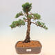 Venkovní bonsai - Juniperus chinensis Kishu -Jalovec čínský - 1/5