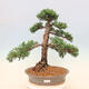 Venkovní bonsai - Juniperus chinensis Kishu -Jalovec čínský - 1/5