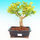 Pokojová bonsai - Duranta PB213500 - 1/3