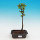Venkovní bonsai -Javor malolistý SHISHIGASHIRA - 1/2