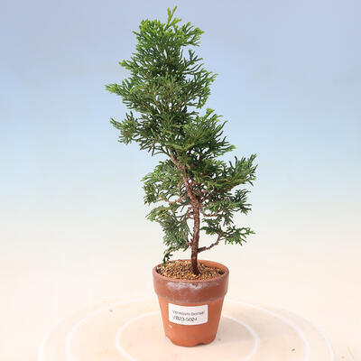 Venkovní bonsai - Chamacyparis obtusa - Cypřišek - 1
