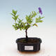 Pokojová bonsai - Hořcový stromek-Solanum rantonnetii - 1/3
