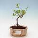 Pokojová bonsai - Hořcový stromek-Solanum rantonnetii - 1/3