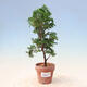 Venkovní bonsai - Chamacyparis obtusa - Cypřišek - 1/2