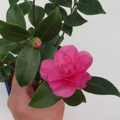 Pokojová bonsai-Camellia euphlebia-Kamélie - 1