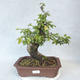 Venkovní bonsai-Ulmus Glabra-Jílm tuhý - 1/5