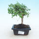 Pokojová bonsai -Ligustrum retusa - malolistý ptačí zob - 1/3