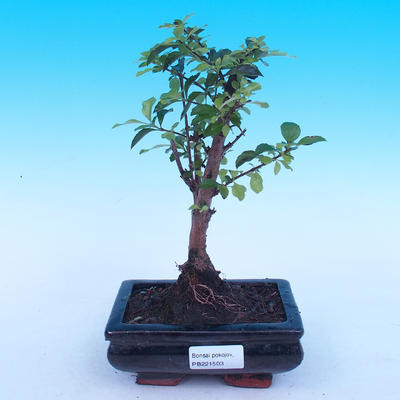 Pokojová bonsai - Duranta erecta Aurea - 1