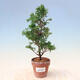 Venkovní bonsai - Chamacyparis obtusa - Cypřišek - 1/2