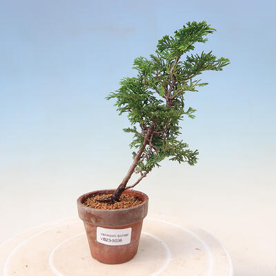 Venkovní bonsai - Chamacyparis obtusa - Cypřišek - 1