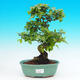 Pokojová bonsai -Ligustrum chinensis - Ptačí zob PB215503 - 1/3