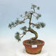 Venkovní bonsai - Pinus parviflora - Borovice drobnokvětá - 1/4