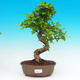 Pokojová bonsai -Ligustrum chinensis - Ptačí zob PB215504 - 1/3