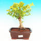 Pokojová bonsai - Duranta PB213504 - 1/3