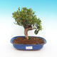 Pokojová bonsai - Australská třešeň - Eugenia uniflora - 1/3