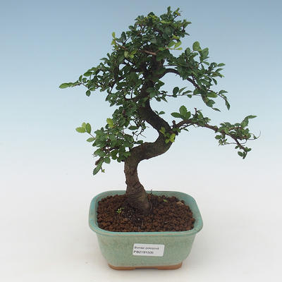 Pokojová bonsai - Ulmus parvifolia - Malolistý jilm PB2191505 - 1
