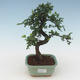 Pokojová bonsai - Ulmus parvifolia - Malolistý jilm PB2191505 - 1/3