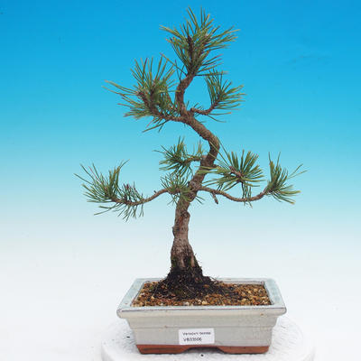 Venkovní bonsai - Pinus mugo mops - Borovice kleč