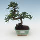 Pokojová bonsai - Ulmus parvifolia - Malolistý jilm PB2191506 - 1/3