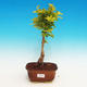 Pokojová bonsai - Duranta PB213506 - 1/3