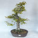 Venkovní bonsai - Habr obecný - Carpinus betulus - 1/5