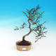 Venkovní bonsa - Malolistý tis - Taxus bacata Adpresa - 1/2