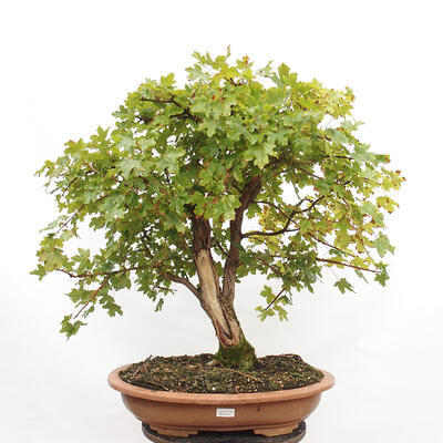 Venkovní bonsai -Javor babyka - Acer campestre - 1