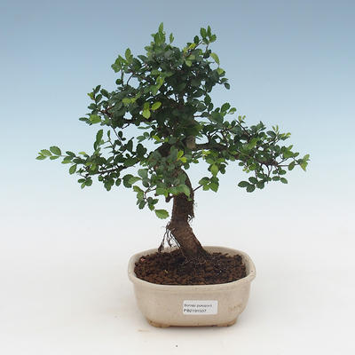 Pokojová bonsai - Ulmus parvifolia - Malolistý jilm PB2191507 - 1