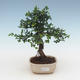 Pokojová bonsai - Ulmus parvifolia - Malolistý jilm PB2191507 - 1/3