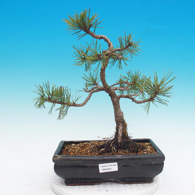Venkovní bonsai - Pinus mugo mops - Borovice kleč
