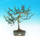 Venkovní bonsa - Malolistý tis - Taxus bacata Adpresa - 1/2