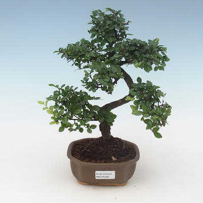 Pokojová bonsai - Ulmus parvifolia - Malolistý jilm PB2191508 - 1
