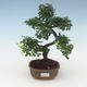 Pokojová bonsai - Ulmus parvifolia - Malolistý jilm PB2191508 - 1/3
