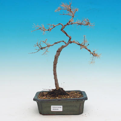 Venkovní bonsai -Modřín opadavý-Larix decidua