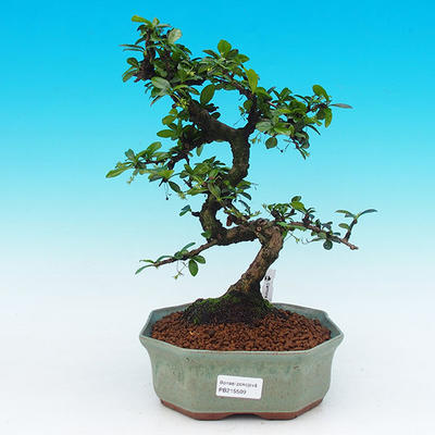 Pokojová bonsai - Carmona macrophylla PB215509 - 1