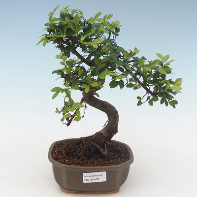 Pokojová bonsai - Ulmus parvifolia - Malolistý jilm PB2191509 - 1