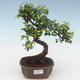 Pokojová bonsai - Ulmus parvifolia - Malolistý jilm PB2191509 - 1/3