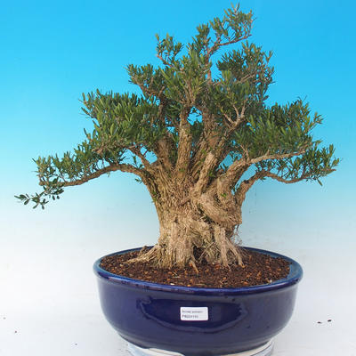 Pokojová bonsai - Buxus harlandii -korkový buxus - 1