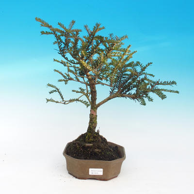 Venkovní bonsa - Malolistý tis - Taxus bacata Adpresa - 1
