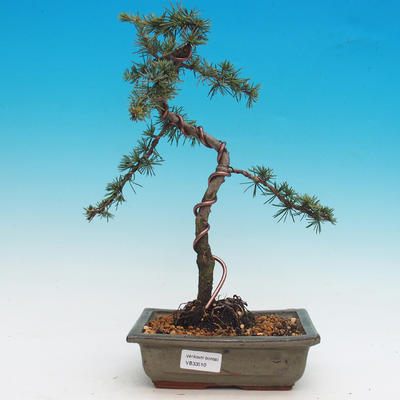Venkovní bonsai - Cedrus Libani Brevifolia - Cedr zelený