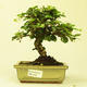 Pokojová bonsai - Carmona macrophylla PB215102 - 1/5