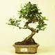 Pokojová bonsai - Carmona macrophylla PB215106 - 1/5