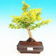 Pokojová bonsai - Duranta PB213511 - 1/3
