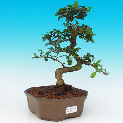 Pokojová bonsai - Carmona macrophylla PB215511 - 1