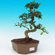 Pokojová bonsai - Carmona macrophylla PB215511 - 1/5